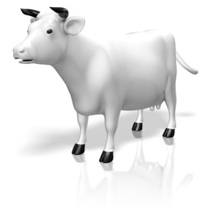 A white cow with black horns and hooves.