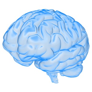 A blue semi-transparent human brain.