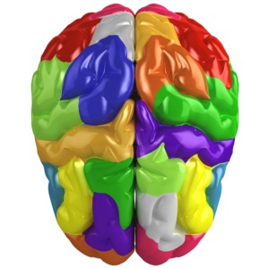Brain Custom Color | Great PowerPoint ClipArt for Presentations ...