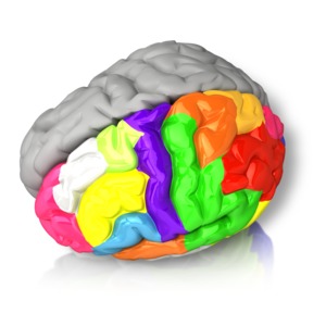 Brain Custom Color | Great PowerPoint ClipArt for Presentations ...