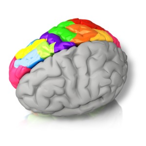 An image of a brain emphasizing color in the right hemisphere of the mind.
