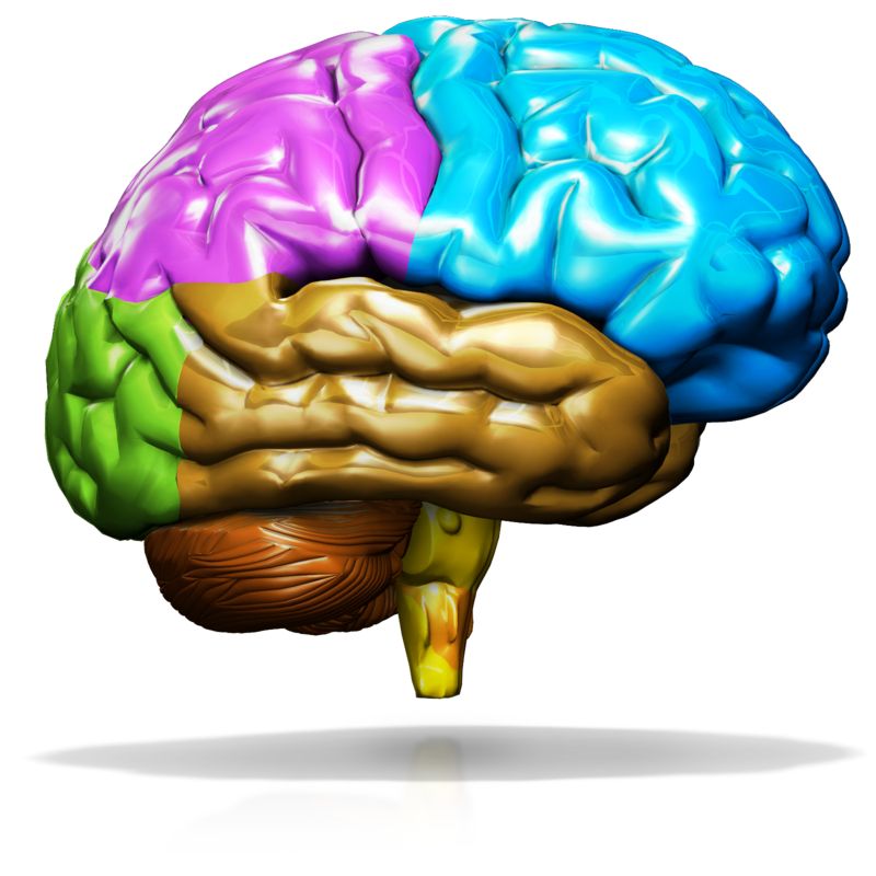 This Presentation Clipart shows a preview of Brain Custom Color