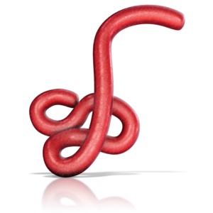 This clip art image shows an Ebola strand.