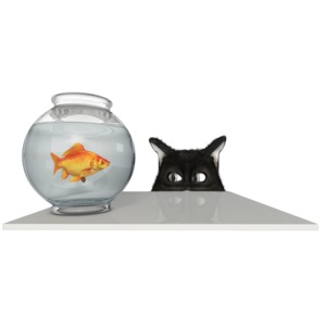 This clip art image shows a cat with its eyes a gaze on a fish in a fish bowl.