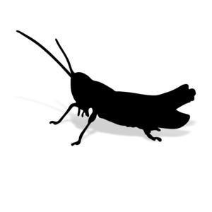 An image of a grasshopper. 