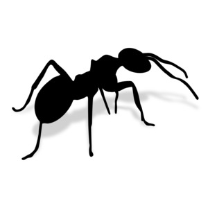 An image of ant. 
