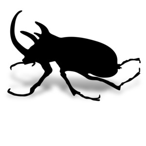 An image of a rhino beetle. 