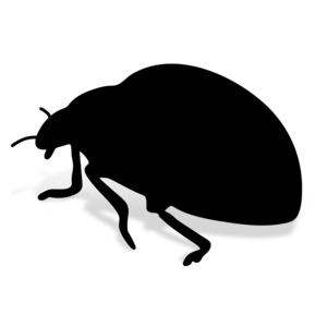 In image of a lady bug.