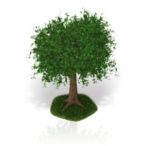 A full grown tree on a small patch of grass.