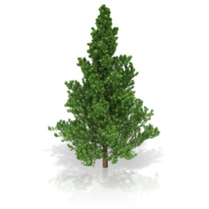 A clip-art of a pine tree.