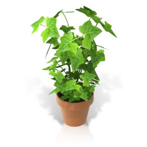 An image of a leafy plant in a neutral colored pot.