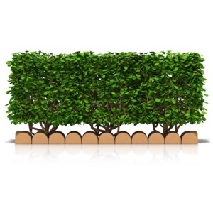 A front view image of a hedge with brick pavers.