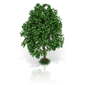 A small tree on a patch of grass.