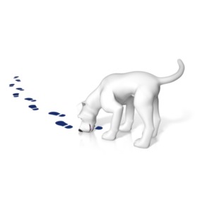 An image of a dog sniffing the scent from a trail.
