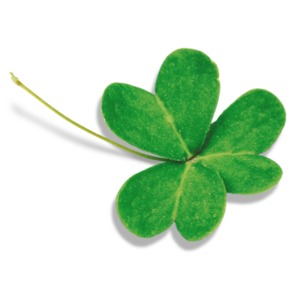 An image of a three leaf clover.