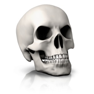 An image of a single skull.