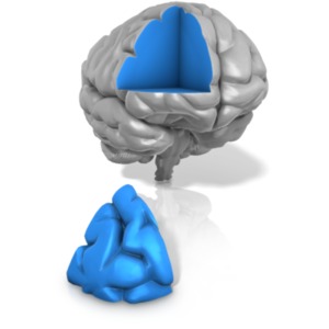 This clip art shows a piece taken out of a brain.  This can display the idiom piece of mind.
