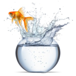 Illustration of a goldfish jumping out of a fish bowl.