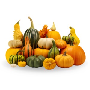 Discover a vibrant pile of pumpkins &amp; squashes in the autumn gourds clipart. Perfect for adding a fall vibe to presentations or digital art projects