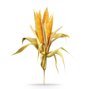 Get creative with our Corn Stalk Clipart featuring four ears of peeled-back corn husks. Perfect for presentation and design projects!