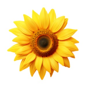 A sunflower illustration is a metaphor for happy summer days.