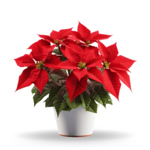 Transform presentations with our vibrant Poinsettia Flowers Clipart—add festive elegance and captivate your audience with holiday cheer!