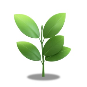 A newly sprouted green plant isolated on a transparent background - PNG Cliart