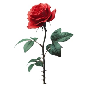 Red Long Stem Rose - Clipart beautifully captures a vibrant red, long stem rose in full bloom. Download now for presentation and design projects.