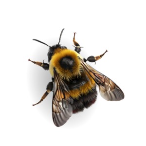 Buzz into creativity with our vibrant bee clipart! Add a touch of nature&#039;s charm to your projects.