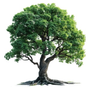 A transparent PNG Clipart of a lush green maple tree with a sturdy trunk and expansive roots.