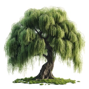 A majestic willow tree PNG clipart with a transparent background.