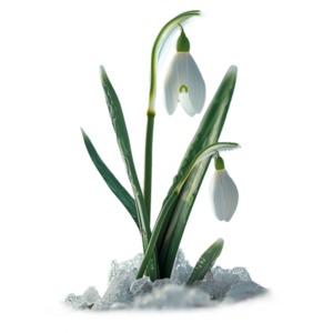 Spring flower in snow clipart -  symbolizing hope and  renewal.  Visualize resilience amidst adversity.