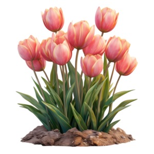 A group of Spring Pink Tulips grow from a mound of dirt.  Isolated on a transparent background
