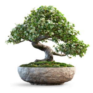 This clipart with a transparent background displays a meticulously cultivated Bonsai tree, with a lush canopy of small green leaves.