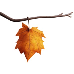 Download this solitary leaf clipart, symbolizing transition, impermanence, and the reflective nature of life’s journey.