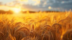 A golden wheat field at sunset, creating a serene and warm atmosphere.

