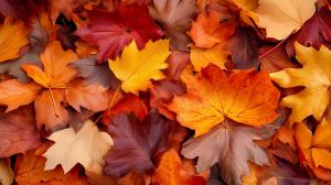 A colorful array of autumn leaves in vibrant reds, oranges, and yellows, perfect for seasonal presentations.