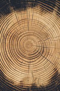 A close-up of tree rings showcasing natural wood grain and growth patterns.

