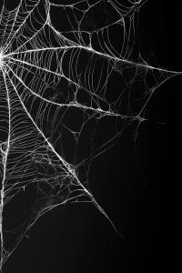 A detailed spider web on a dark background, highlighting intricate patterns and contrast. 

