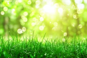 Bright green grass with soft bokeh effect, evoking a serene natural atmosphere.

