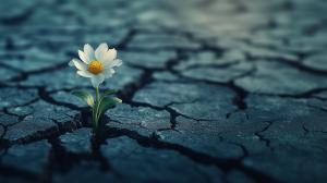 Download this video background of a single white flower grows from cracked earth, symbolizing resilience and hope in harsh conditions.