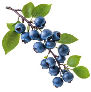 A vibrant branch of blueberries with lush green leaves, symbolizing healthy nutrition.