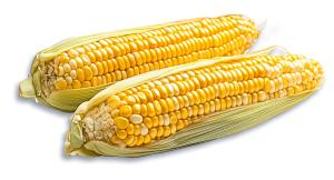 This image features two ears of corn, highlighting their golden kernels and husks, symbolizing fall harvest.