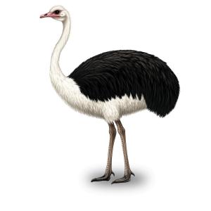 Download this clipart image of  a black and white ostrich, showcasing its unique physical characteristics.