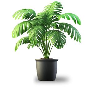 Download this lushes potted plant with broad leaves in a sleek black pot to give your presentation slide or media desing a fresh nature vibe.