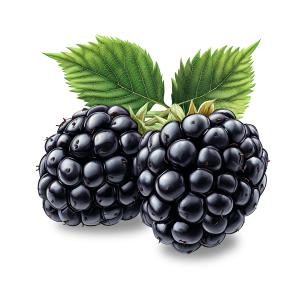 Download this clipart image of two glossy blackberries accompanied by green leaves, symbolizing abundance and healthy eating.