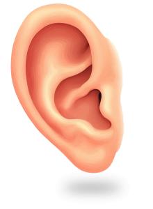 Detailed ear anatomy clipart for biology, medical, and hearing presentations. Ideal for teaching communication and sensory functions.