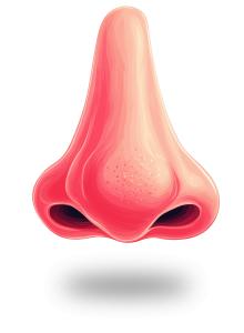 Stylized nose clipart for anatomy, smell, and facial feature presentations. Ideal for teaching, identity, or digital art visuals.