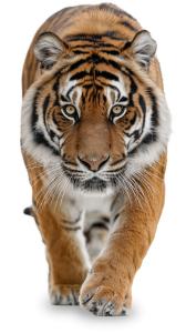 Use this realistic Bengal tiger walking forward clipart to highlight wildlife conservation, apex predators, and biodiversity in educational presentations.