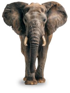 Use this majestic elephant clipart to highlight wildlife conservation, animal behavior, and the beauty of endangered species in your presentations.